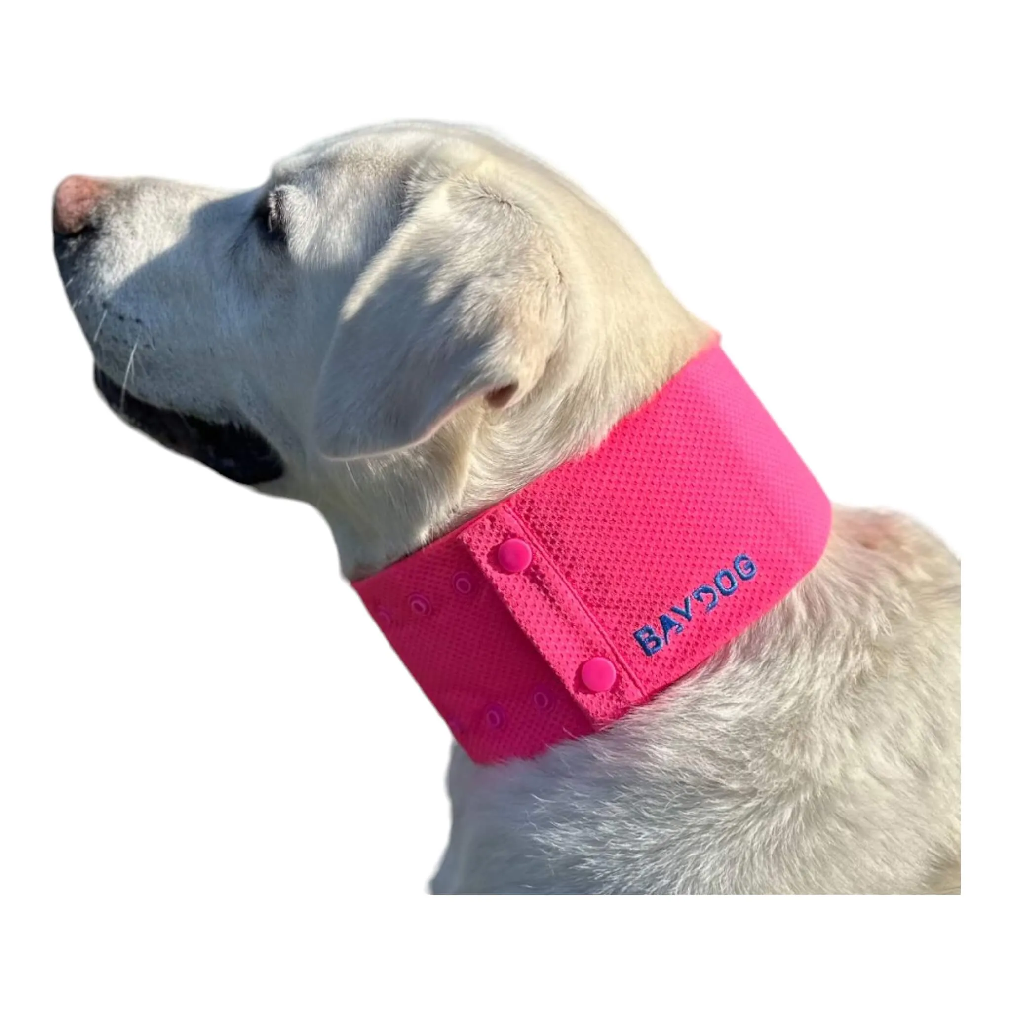 Arctic Bay Cooling Dog Collar